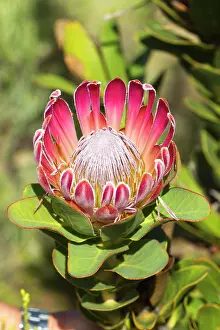 Proteas: Protea compacta