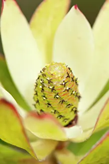 Leucadendron: Protea, Leucadendron protecea Safari Sunset, close