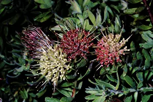 Leucospermum: Protea - Leucospermum heterophyllum
