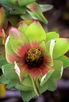 Leucadendron: PROTEA - Mountain Rose Proteaceae