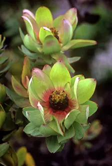 Leucadendron: PROTEA - Mountain Rose Proteaceae