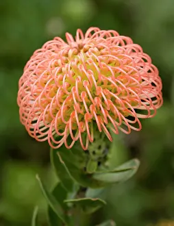 Cordifolium: Protea / Sugarbush - Flower