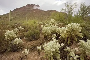 Tucson: Protected fragment of the Sonoran desert in the