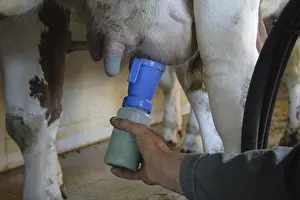Stalling: Protection of the cow's udder France
