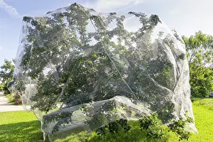 Apple: Protection net for fruit trees against birds