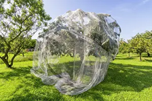 Apple: Protection net for fruit trees against birds