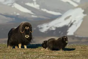 Ken Archer: Protective musk ox parent, arctic tundra habitat around the
