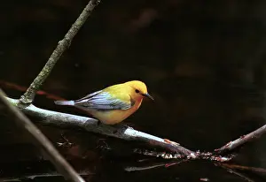 Citrea: Prothonotary Warbler