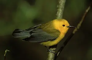 Citrea: Prothonotary Warbler