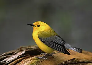 Parulidae: Prothonotary Warbler