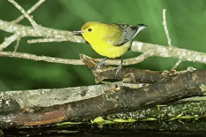 Parulidae: Prothonotary Warbler