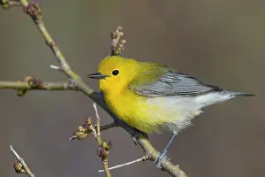 Prothonotary: Prothonotary Warbler