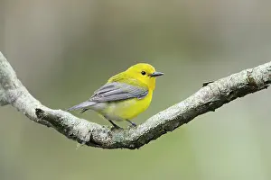 Prothonotary: Prothonotary Warbler