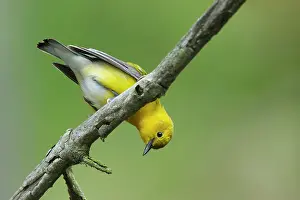 Prothonotary: Prothonotary Warbler