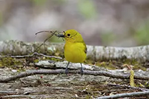 Prothonotary: Prothonotary Warbler - female collecting nesting material