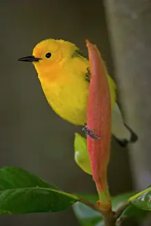 Citrea: Prothonotary Warbler - male