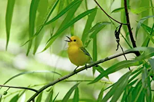 Citrea: Prothonotary Warbler - male singing