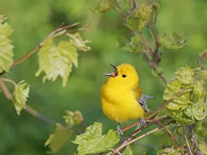 Migration: Prothonotary Warbler - male singing Protonotaria