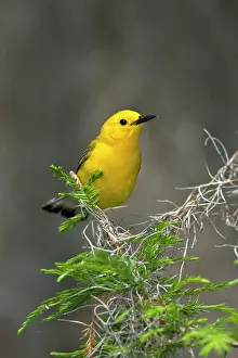 Marion: Prothonotary Warbler (Prothonotaria citrea)