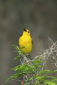 Marion: Prothonotary Warbler (Prothonotaria citrea)