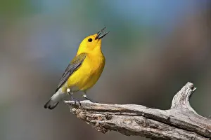 Ditto: Prothonotary Warbler (Prothonoteria citrea)