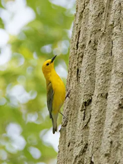 Migration: Prothonotary Warbler Protonotaria citrea Magee Marsh