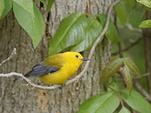 Migration: Prothonotary Warbler Protonotaria citrea Magee Marsh