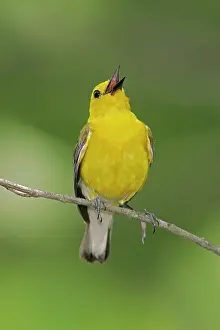 Citrea: Prothonotary Warbler - spring plumage