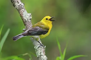 Citrea: Prothonotary Warbler - spring plumage