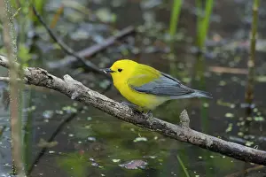 Watery: Prothonotary Warbler - over watery habitat
