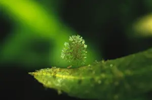 Protist: Protist (Campanella umbellaria) close up