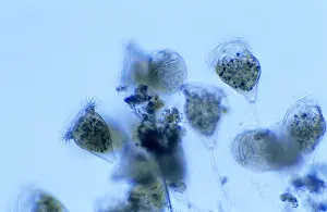 Protist: Protist (Campanella umbellaria) close up