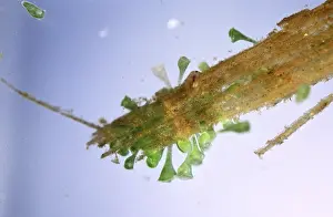 Protist: Protist (Stentor polymorphus) close up