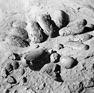 Myth: Protoceratops Eggs, Cretaceous Dinosaur
