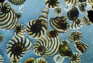 Emma Coghlan: Protozoa
