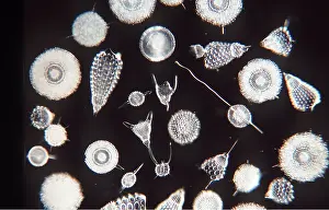 Skeleton: PROTOZOA