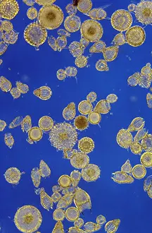 Emma Coghlan: Protozoa - Radiolarians (x20) Actinopoda
