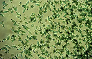 Emma Coghlan: Protozoa - x 50 magnification