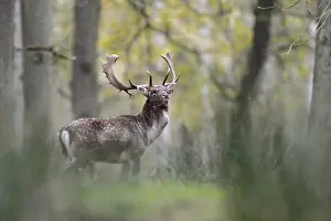 Lifting: Proud warrior... Fallow deer (Dama dama) standing in the undergrowth in the forest