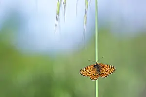 Alpujarras: Proven aal Fritillary