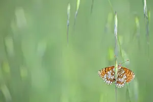 Alpujarras: Proven aal Fritillary