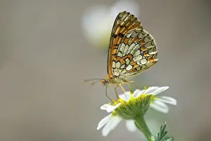 Alpujarras: Proven aal Fritillary