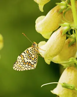 Settled: Provencal Fritillary - female, settled on Large