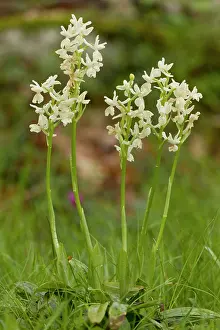 Orchids: Provence Orchids - in flower