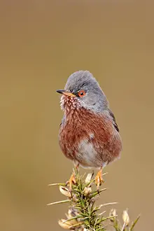 Dartford: Provence Warbler, dartford warblers (Sylvia undata)