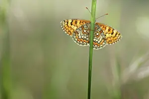 Alpujarras: Provenial Fritillary