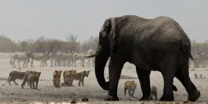 Beasts: The proverbial king of beasts, even in group, when facing el