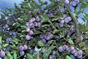 Ready: Prunes ready for harvest