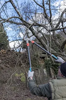 Pumila: Pruning an apple tree in late winter, Moselle, France