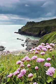 Coves: Prussia Cove - with Thrift in foreground
